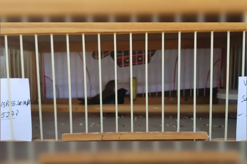 PRF flagra casal transportando pássaros silvestres