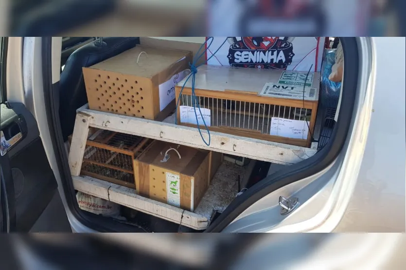 PRF flagra casal transportando pássaros silvestres