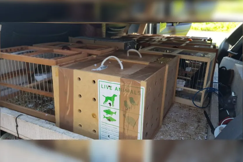 PRF flagra casal transportando pássaros silvestres