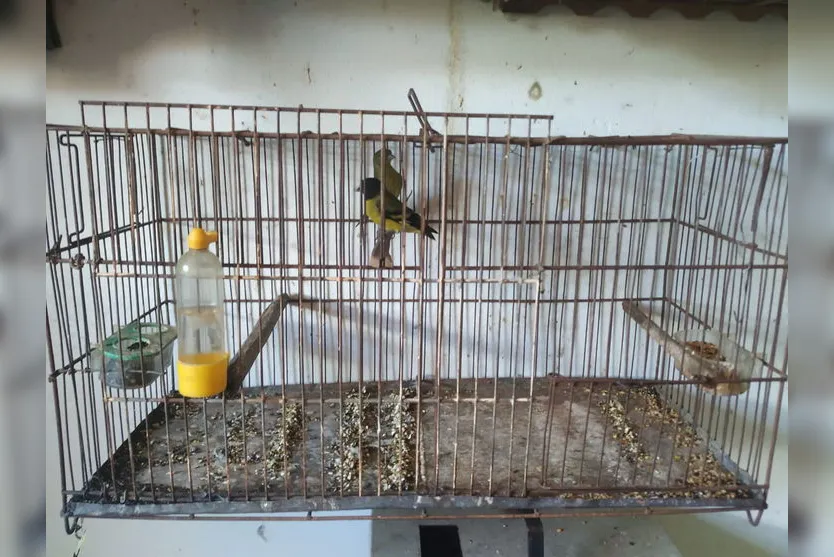 Polícia ambiental resgata 8 pássaros silvestres