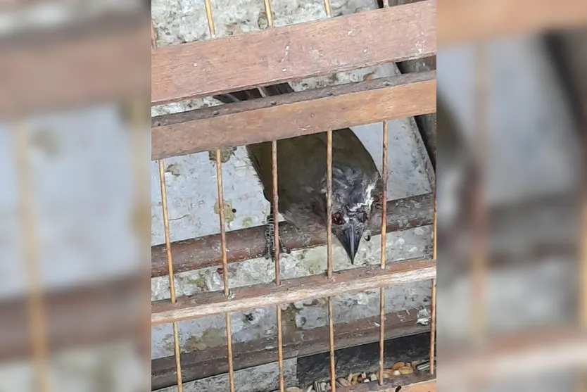 Polícia ambiental resgata 8 pássaros silvestres