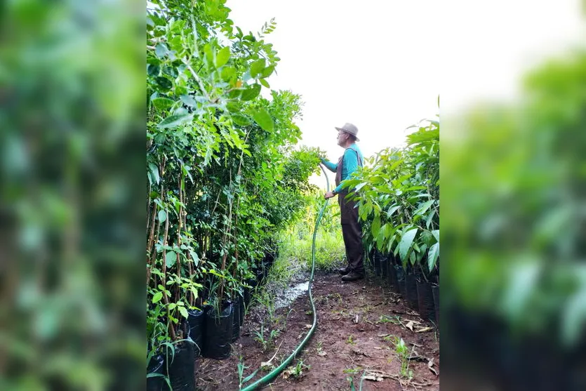 Propriedade rural do Norte do Paraná inova na forma de produção