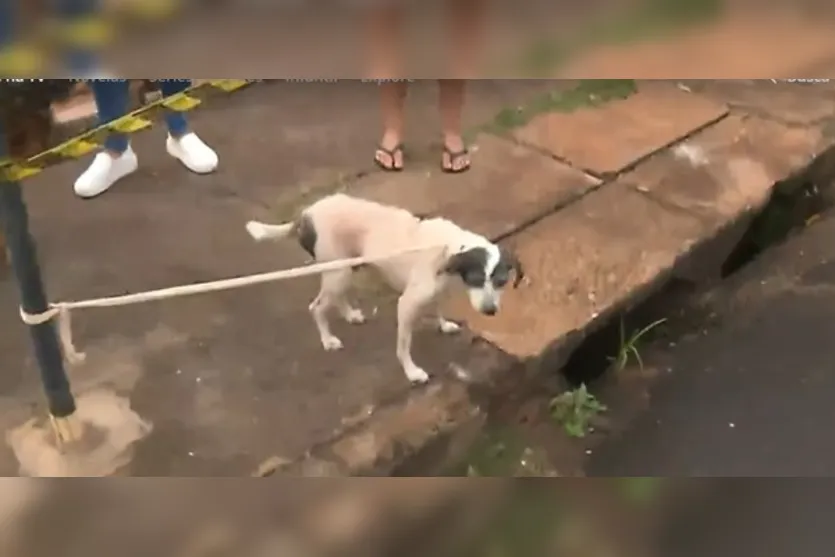 Residência com 20 cães fica destruída após incêndio