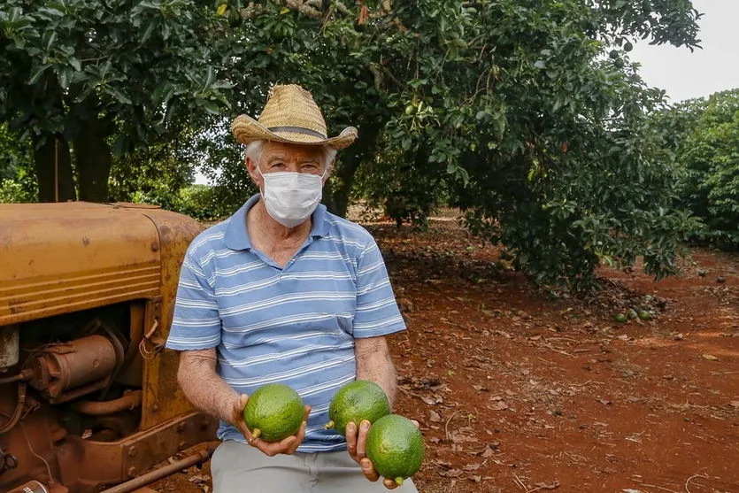 Abacate conquista o lugar do café em Apucarana e no Vale