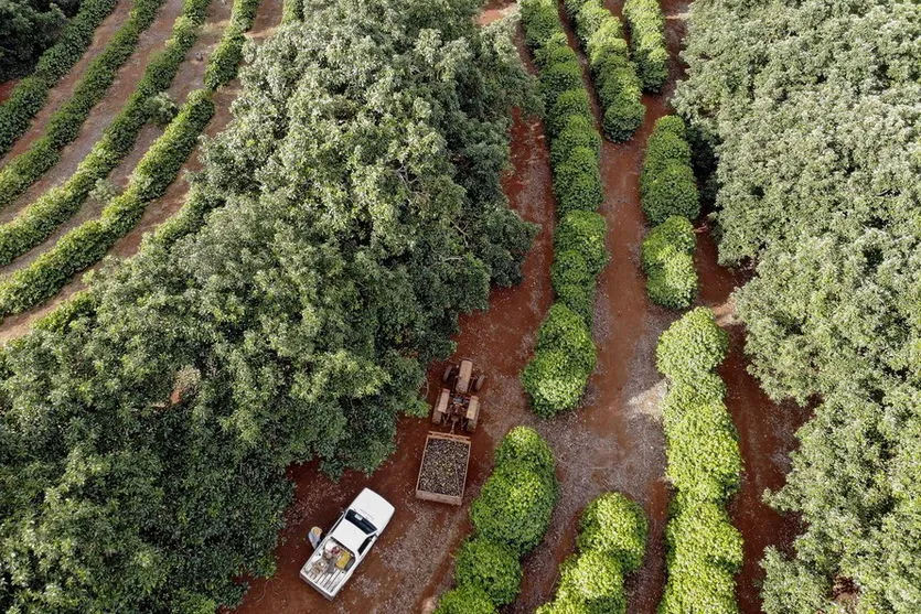 Abacate conquista o lugar do café em Apucarana e no Vale