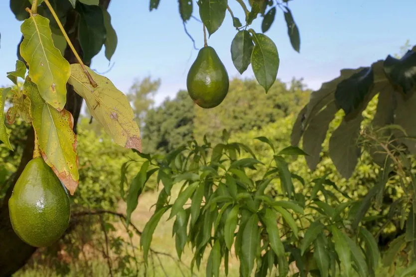 Abacate conquista o lugar do café em Apucarana e no Vale