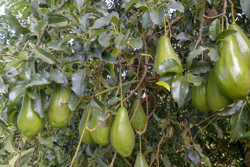 Abacate conquista o lugar do café em Apucarana e no Vale