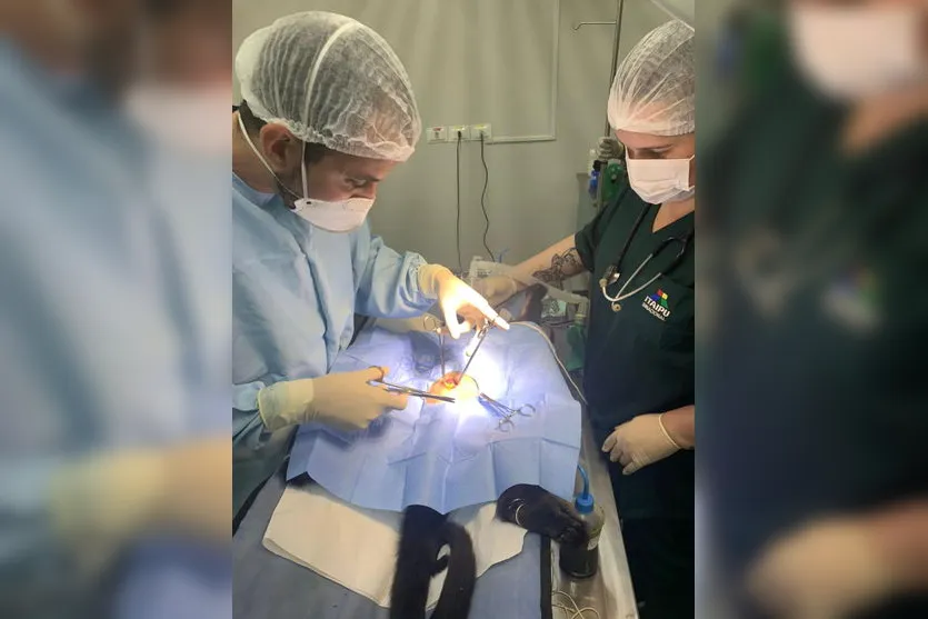 Após cesárea de duas horas, bugio dá à luz pela primeira vez