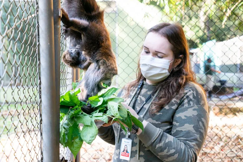 Após cesárea de duas horas, bugio dá à luz pela primeira vez