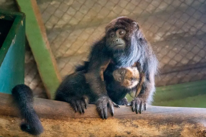 Após cesárea de duas horas, bugio dá à luz pela primeira vez