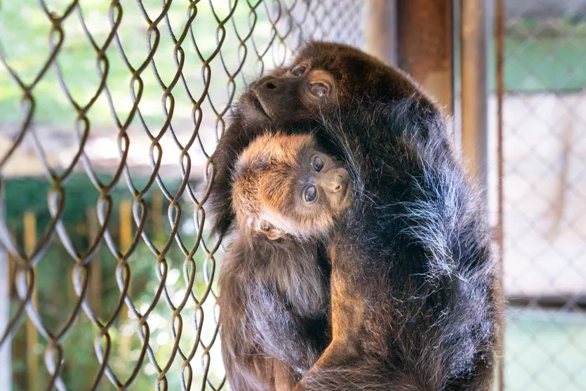 Após cesárea de duas horas, bugio dá à luz pela primeira vez