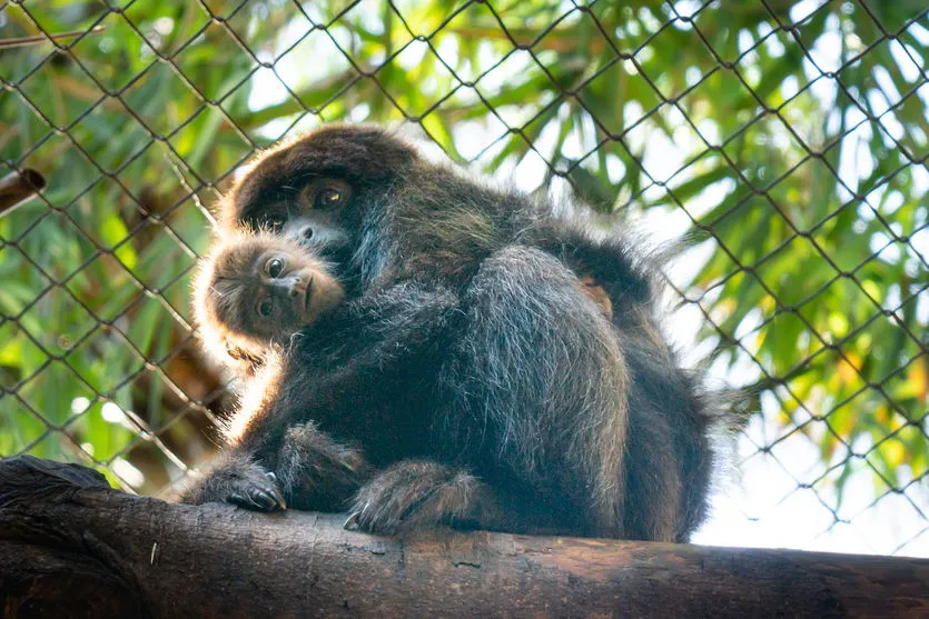 Após cesárea de duas horas, bugio dá à luz pela primeira vez