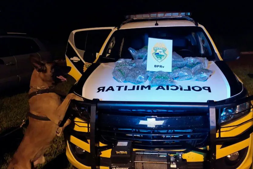 Apreensão de drogas com uso de cães da PM aumenta no PR
