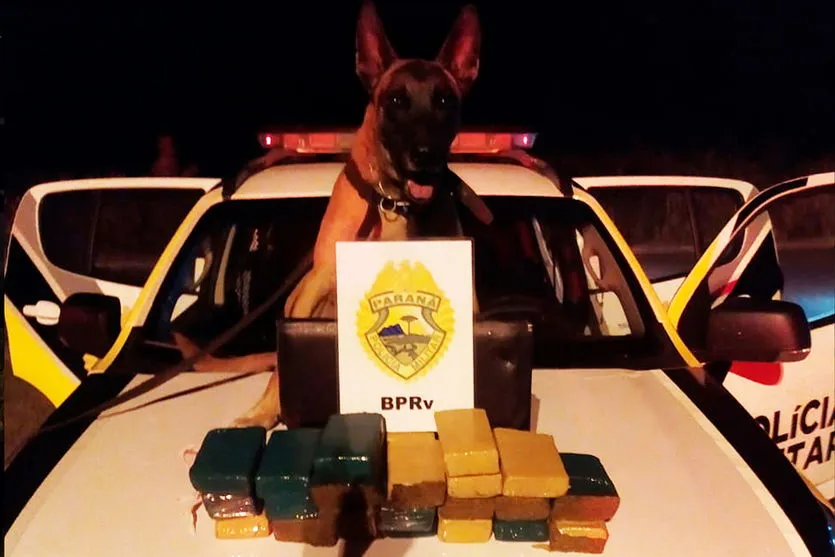 Apreensão de drogas com uso de cães da PM aumenta no PR