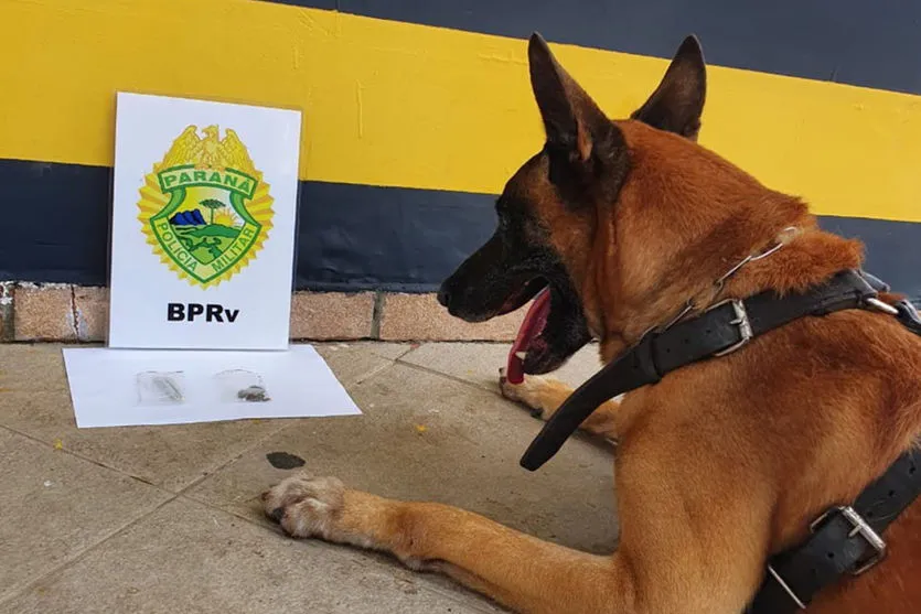 Apreensão de drogas com uso de cães da PM aumenta no PR