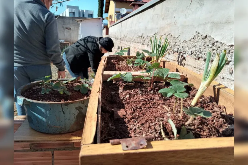 Apucarana cria hortas solidárias em quintais ociosos