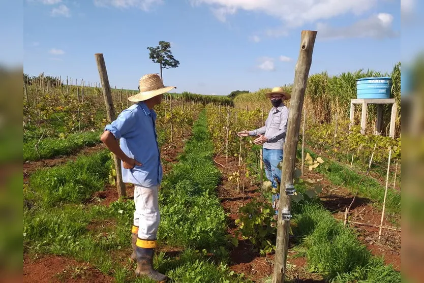  As consultorias são nas áreas de  fruticultura, olericultura e cafeicultura  