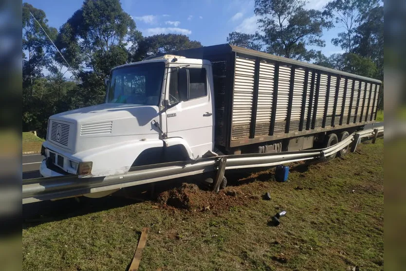 Caminhão carregado de bois sai da pista na BR 376