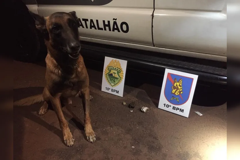 Cão de faro Nino localiza maconha e crack; jovem é preso