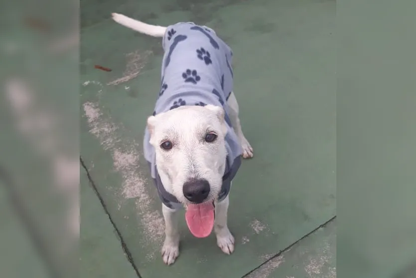 Cão é adotado após esperar por dona que morreu em UPA no PR