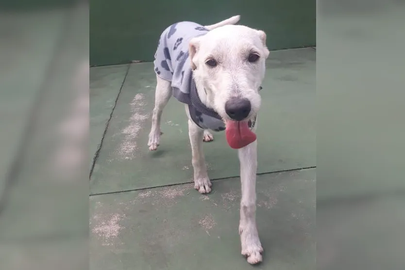 Cão é adotado após esperar por dona que morreu em UPA no PR