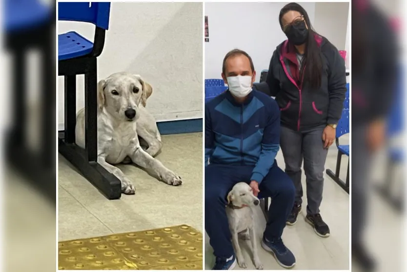 Cão é adotado após esperar por dona que morreu em UPA no PR