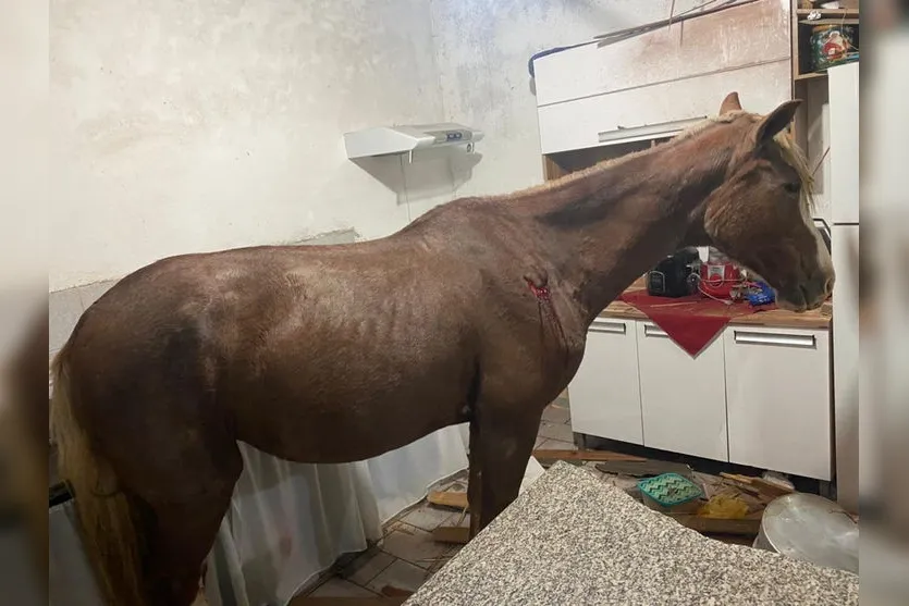 Cavalo cai de telhado e vai parar em cozinha de casa
