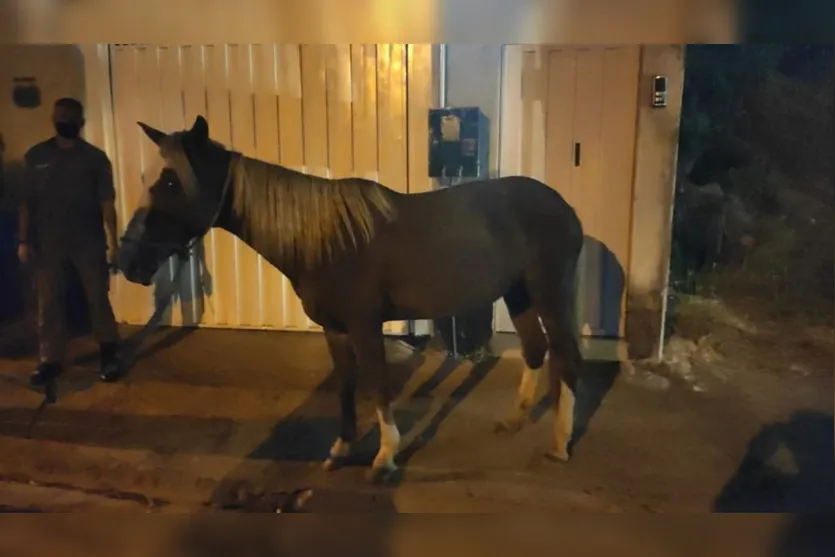 Cavalo cai de telhado e vai parar em cozinha de casa