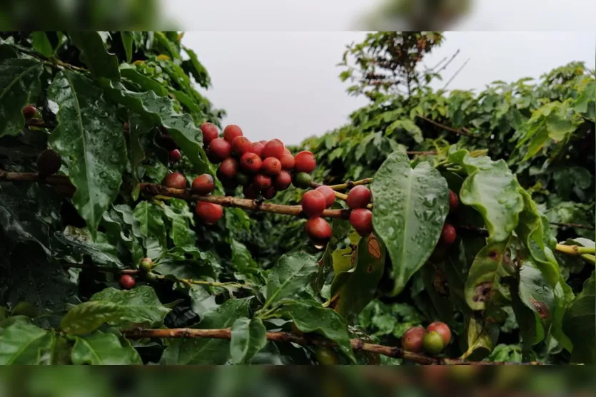 Chuva alivia agricultura de Apucarana e região; vídeo