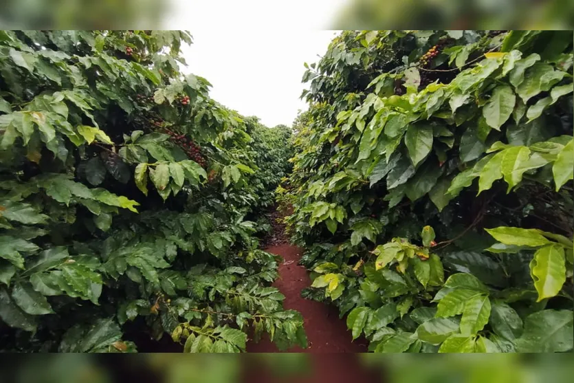 Chuva alivia agricultura de Apucarana e região; vídeo