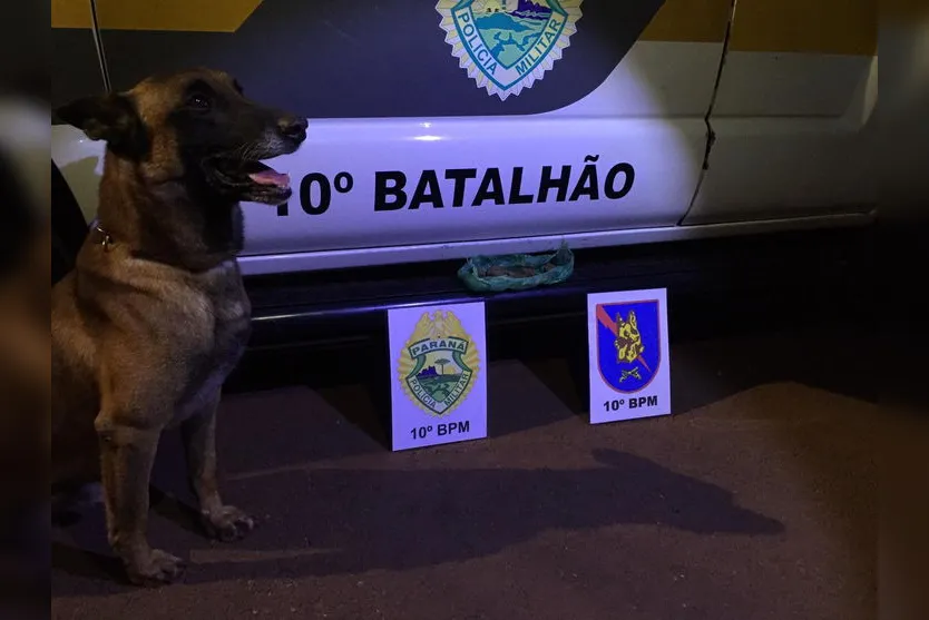 Com apoio de cão de faro, PM prende homem por tráfico