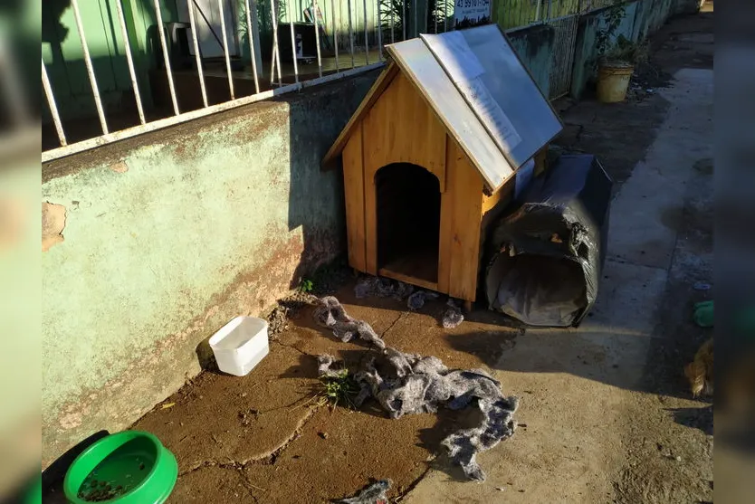 Com medo da Covid, criança foge e dorme em casa de cachorro