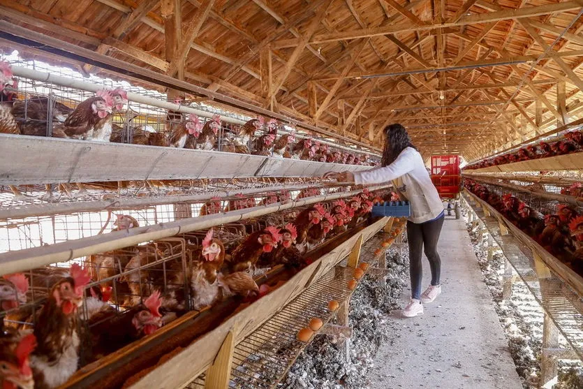 Com qualidade, Arapongas puxa a produção de ovos no Paraná