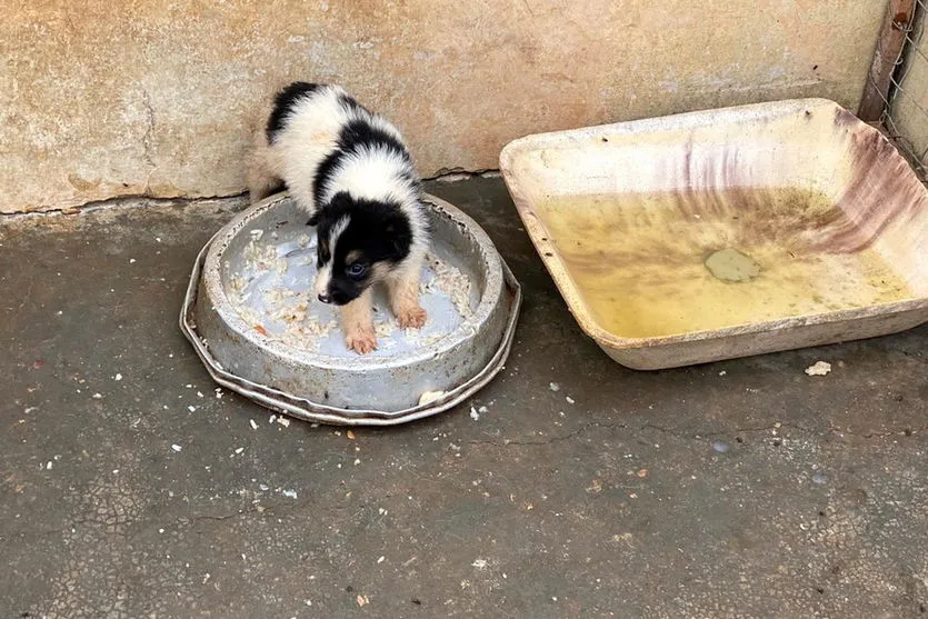 Denúncias de maus-tratos contra animais crescem no PR