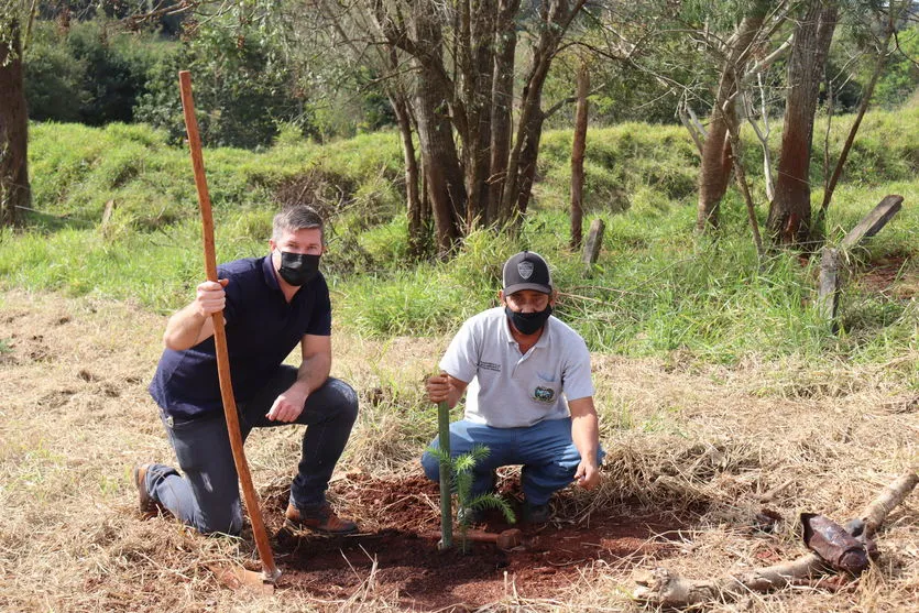 Dia Nacional da Araucária é comemorado com  plantio de mudas