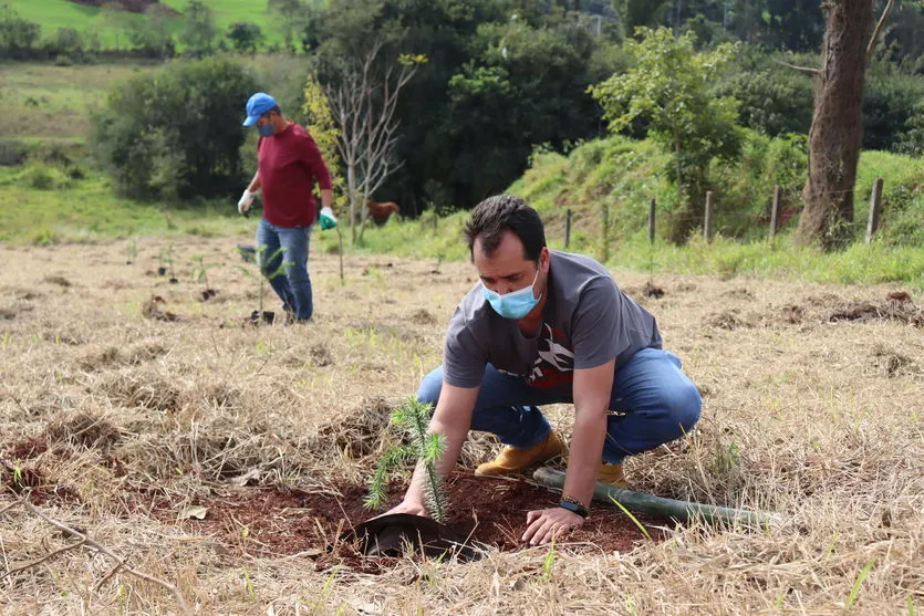 Dia Nacional da Araucária é comemorado com  plantio de mudas