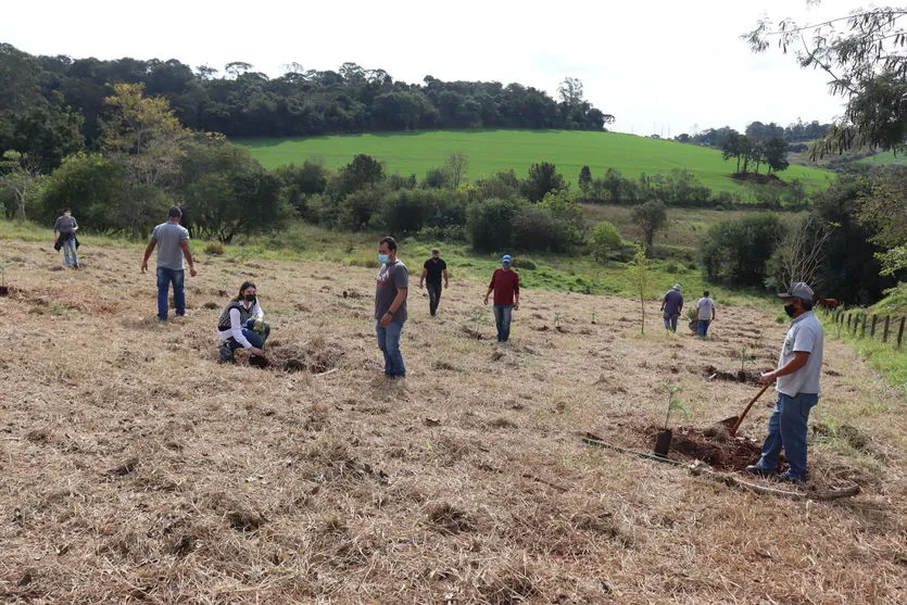 Dia Nacional da Araucária é comemorado com  plantio de mudas