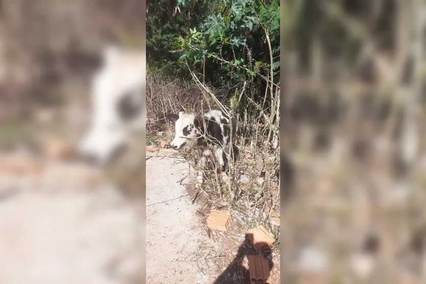 GCM resgata bezerro em situação de maus-tratos