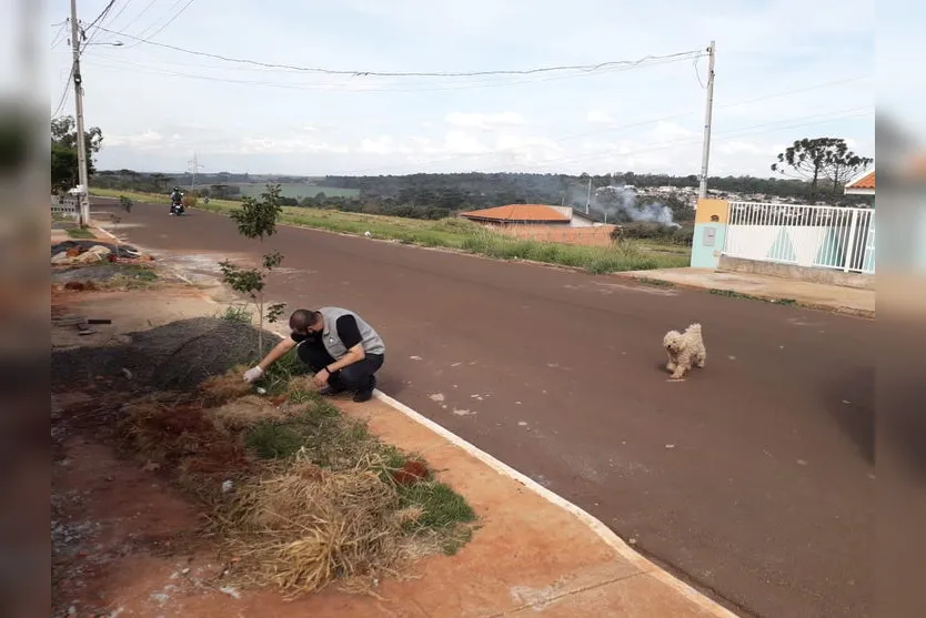 Grave: 4 cães são envenenados e morrem em Apucarana