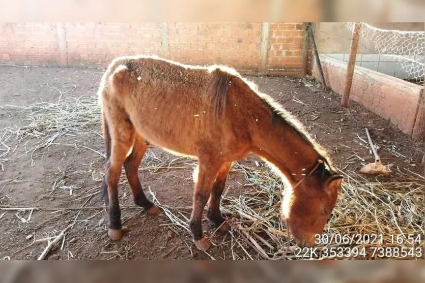 Homem é autuado em R$ 4,5 mil por maus-tratos a animais