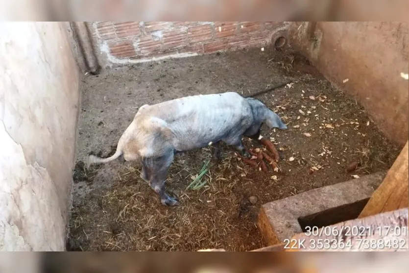 Homem é autuado em R$ 4,5 mil por maus-tratos a animais