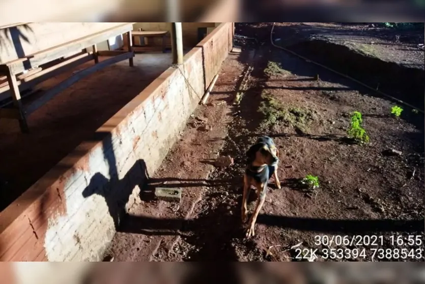 Homem é autuado em R$ 4,5 mil por maus-tratos a animais