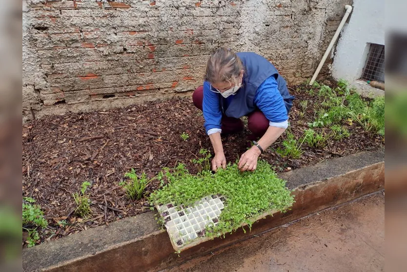 Hortas solidárias ganham novos espaços na cidade