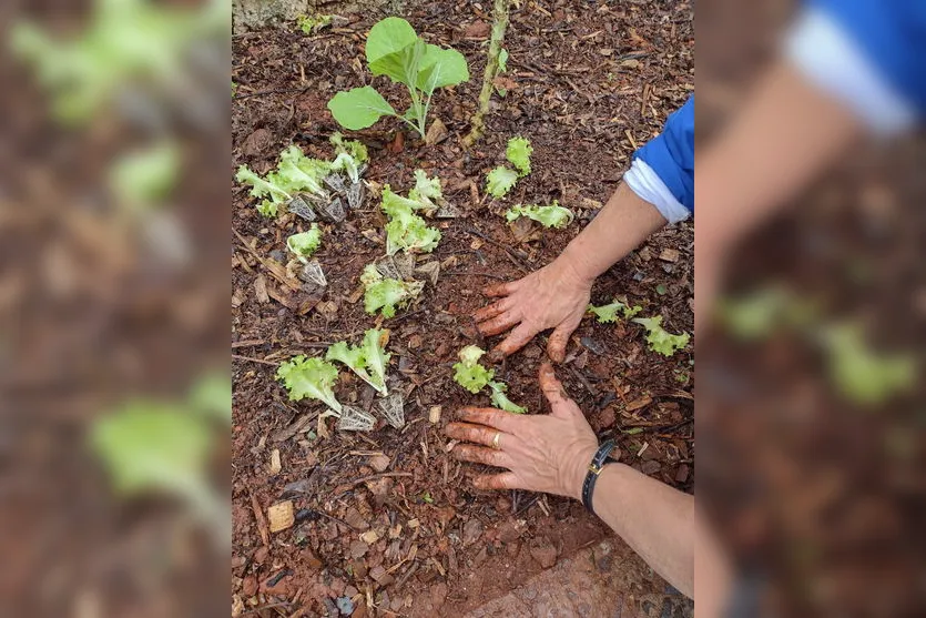 Hortas solidárias ganham novos espaços na cidade