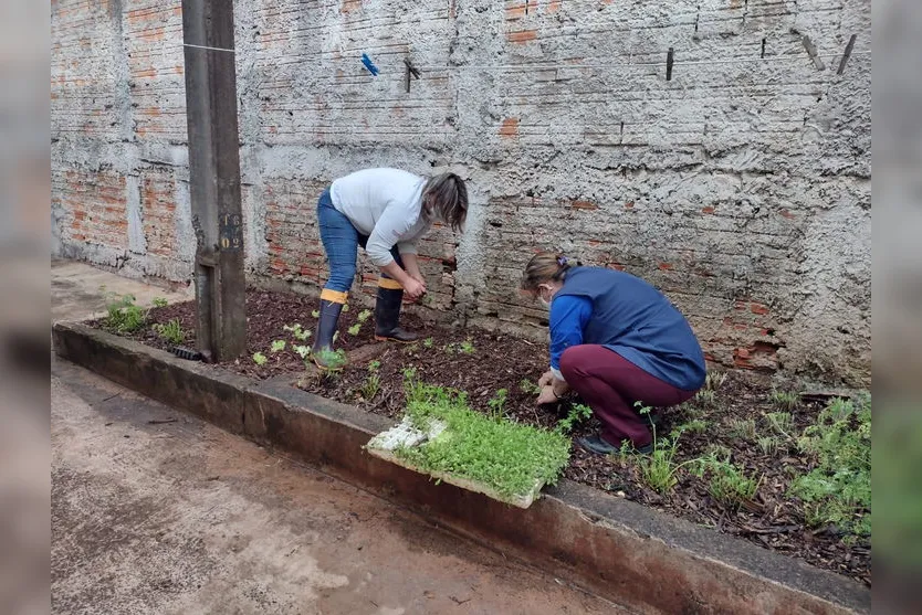 Hortas solidárias ganham novos espaços na cidade