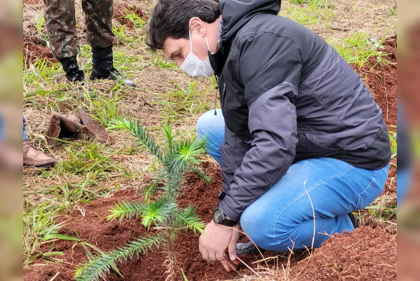 Militares realizam plantio de araucárias em Apucarana; veja