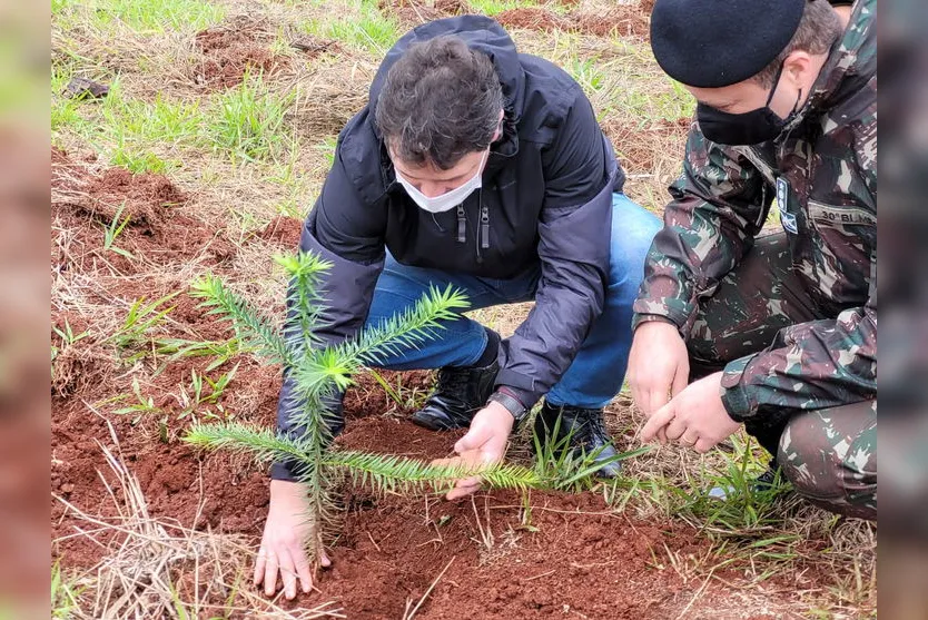 Militares realizam plantio de araucárias em Apucarana; veja