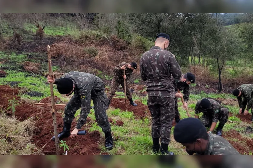 Militares realizam plantio de araucárias em Apucarana; veja