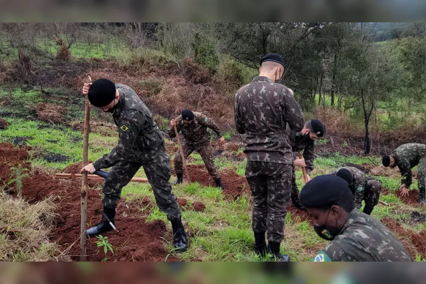 Militares realizam plantio de araucárias em Apucarana; veja