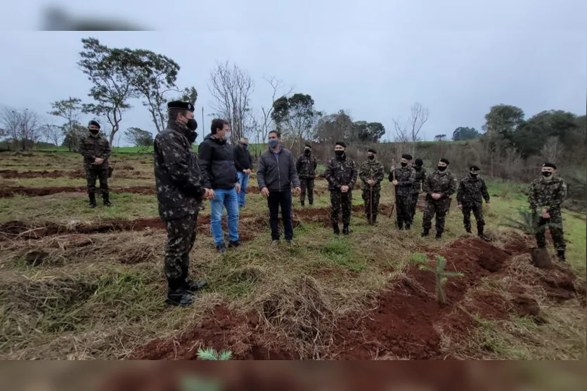 Militares realizam plantio de araucárias em Apucarana; veja